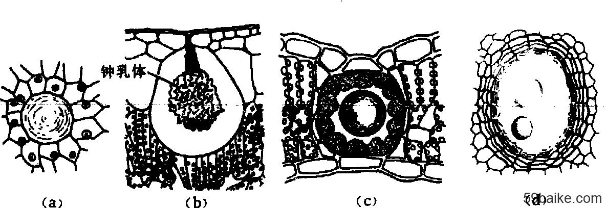 (c)金丝桃叶中  的裂生分泌腔; (d)柑桔属果皮中的溶生分泌腔; (e)