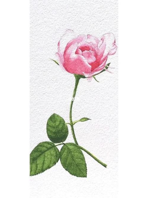 原创水彩画:同一朵蔷薇花_水彩画_蔷薇_花卉_水彩花卉
