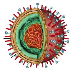 现代文阅读训练:《流感病毒"劫持"人体细胞》[答案]