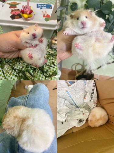 领养可爱的金丝熊(广州)_金丝熊_领养_柯木塱(地铁站)