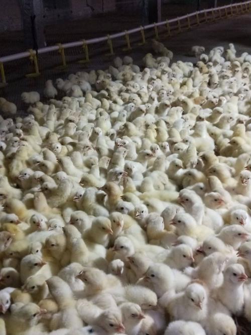 供应大厅  禽畜肉蛋  鸡苗