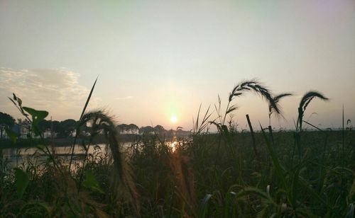 返湾湖国家湿地公园拍鸟