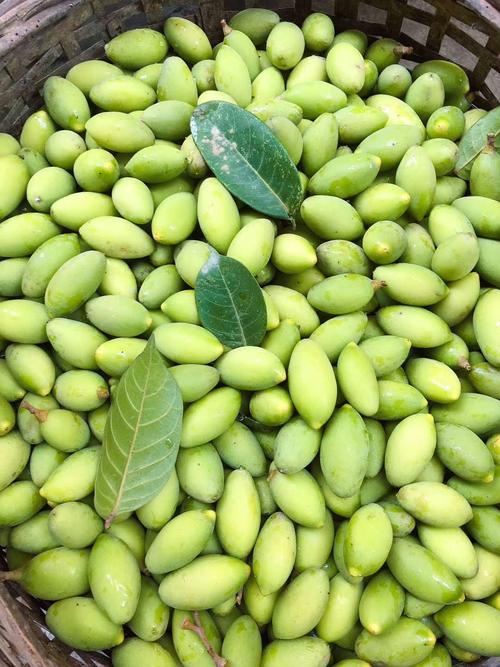 四川泸州合江现摘发青橄榄新鲜青果孕妇宝宝橄榄