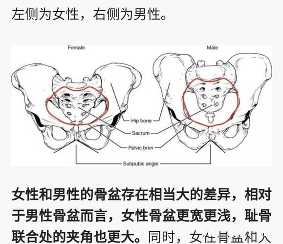 男女骨盆差异及测量方式