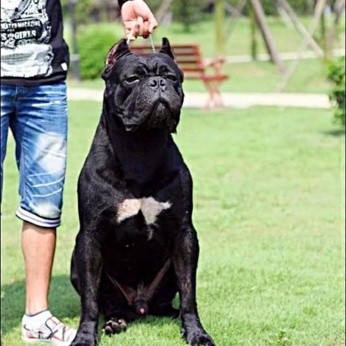 卡斯罗大型猛犬 性情勇猛.商品大图