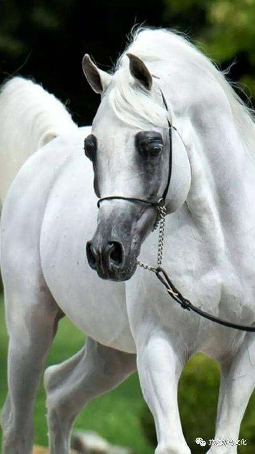 阿拉伯马白色系美图鉴赏