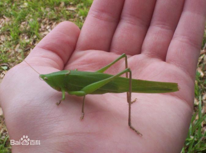 这是什么昆虫 是蝈蝈吗