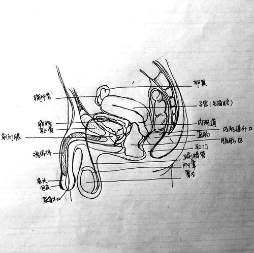 男性omega生殖系统假想图(.