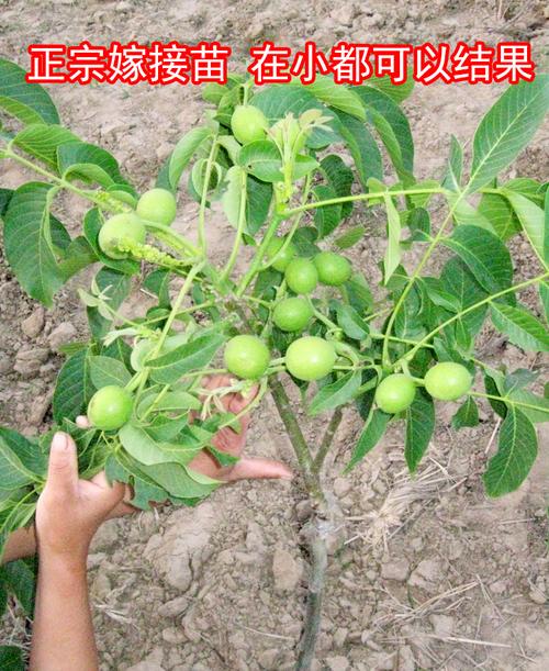 果树苗核桃苗薄皮核桃树苗8518纸皮核桃苗地栽核桃苗当年结果 文玩5年