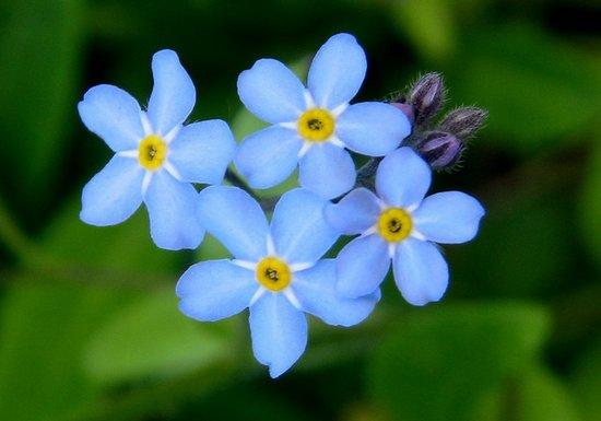 图片:蓝色勿忘我