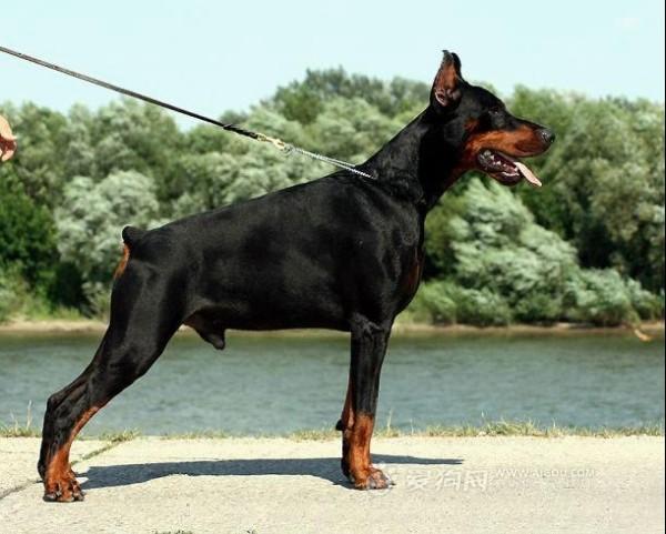 纳粹军官牵着的狗是哪种?黑色,短毛,短尾巴