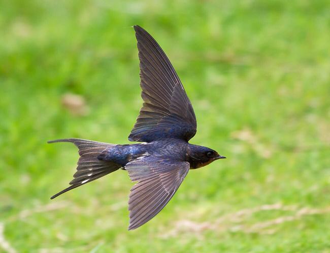 燕子的尾巴为什么像剪刀呢?