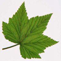 用叶子做微信头像好吗