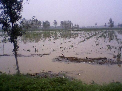 暴雨过后被淹的庄稼地