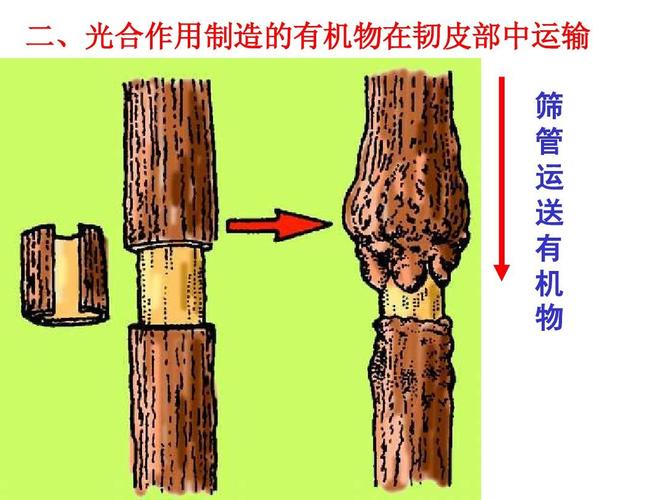 5.5 运输作用 课件2(北师大版七年级上18张ppt)
