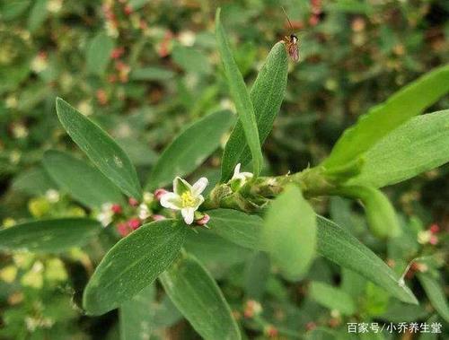 每日一味中药:扁蓄