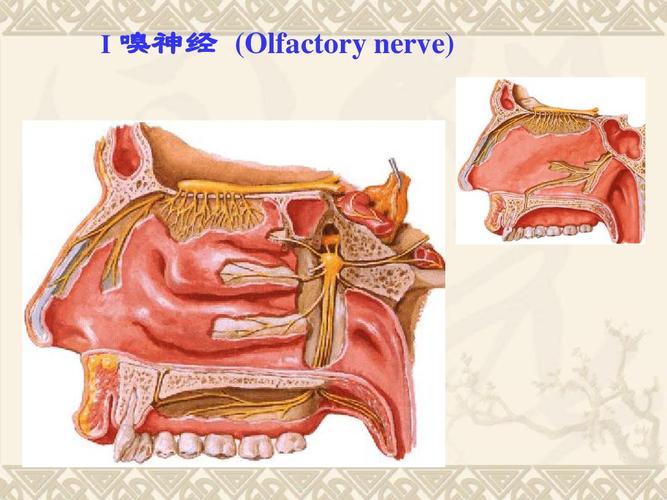 i 嗅神经 (olfactory nerve)