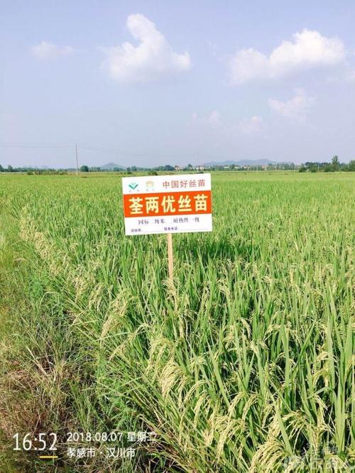 【荃银先锋】2018年"荃两优丝苗"各地大田表现——有你的家乡吗?