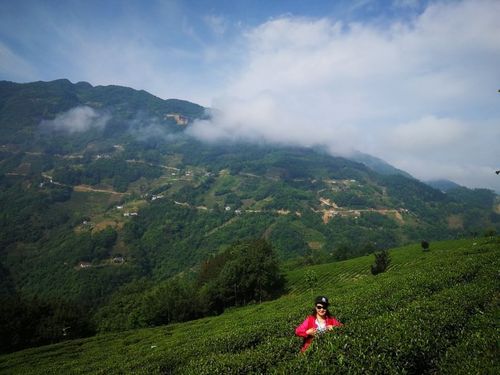 半亩茶园,一个高山上的休闲之地