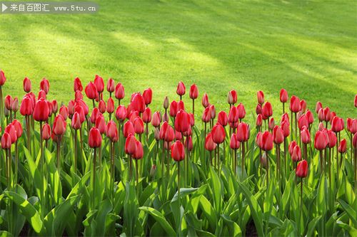 红色郁金香花卉高清图片
