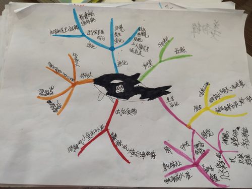 鲸的思维导图