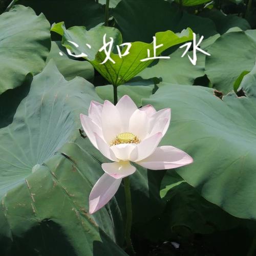 全国大妈通用头像_通用_素材_头像