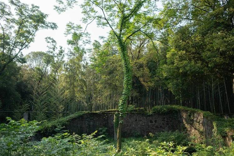 看这里,宜兴国家森林公园来啦!