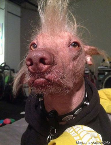 世界最丑狗大赛丑不忍睹组图