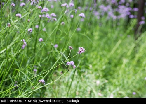 春天植物紫色花卉花朵马鞭草