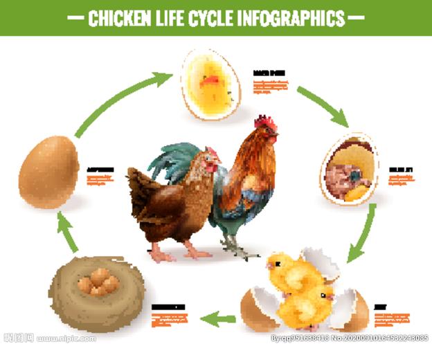 母鸡孵化小鸡的过程图片