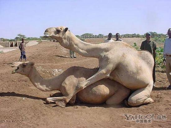 为了繁衍后代 动物世界千奇百怪的交配过程