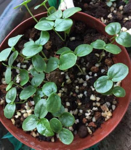 原创挖勺百香果,学着这样育苗养护,3天生根发芽,来年就结果