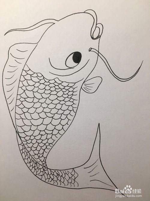 画一条锦鲤 锦鲤简笔画 鱼线描画 鱼绘画教程