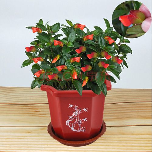 稀有红花金鱼吊兰红色金鱼花盆栽植物室内四季开花吸甲醛桌面绿植 160