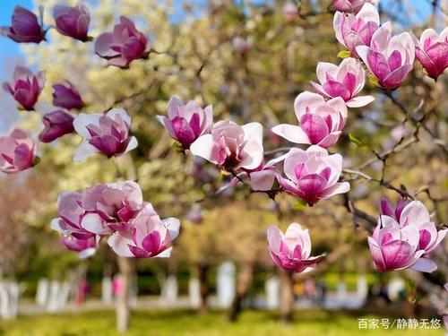 石景山雕塑公园的玉兰花