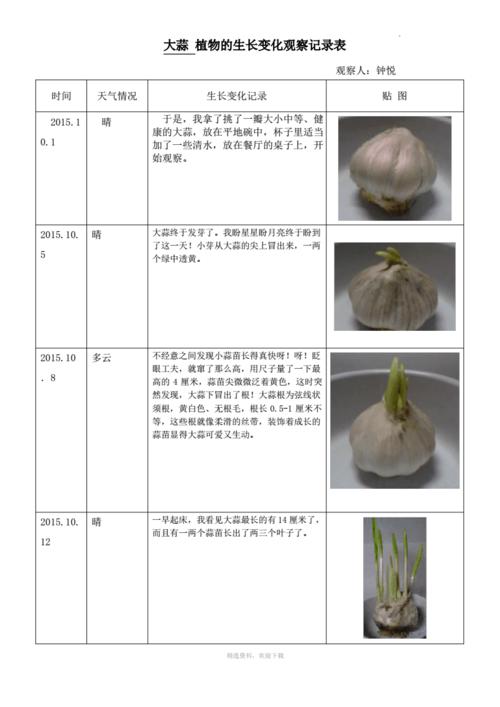 大蒜 植物的生长变化观察记录表.pdf 3页