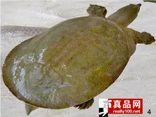 怎样辨别甲鱼是野生的还是养殖的