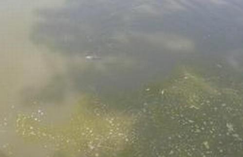 你知道鱼星是如何形成的吗?