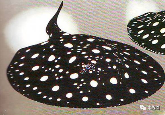 淡水魟鱼的简述上