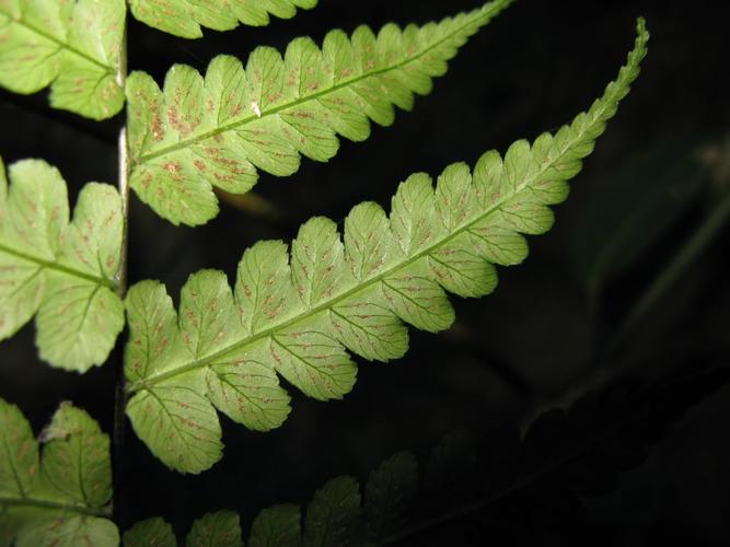  p>密脉束脉蕨是一种束脉蕨属植物. /p>