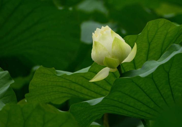 白莲产业网 白莲资讯 图文资讯看那株 莲花,在雨中怎样地唯我而又忘我
