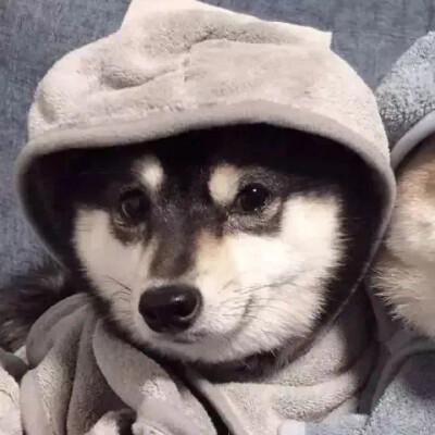 搞笑狗狗头像情头