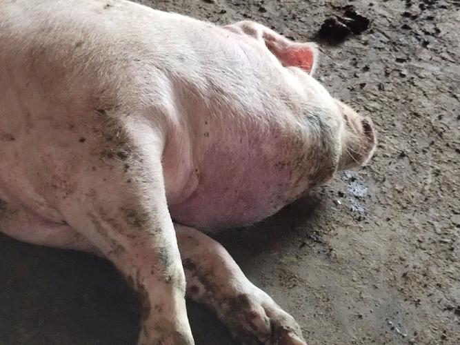 育肥猪高热不退,脖子肿大