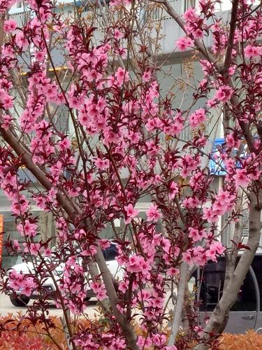 家里的樱桃树开花了