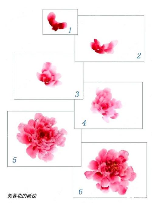 从写生入手教你国画写意芙蓉花