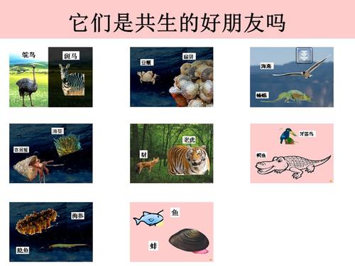 《共生动物》__大班主题:动物大世界