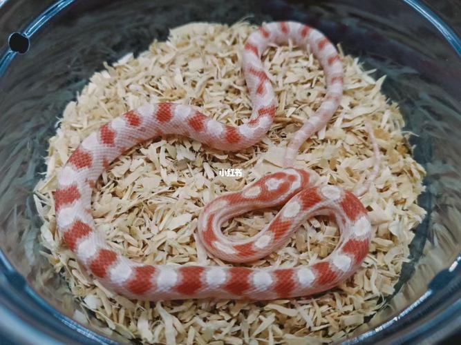 97玉米蛇 高白糖果49890_糖果_爬宠_宠物_宠物其他