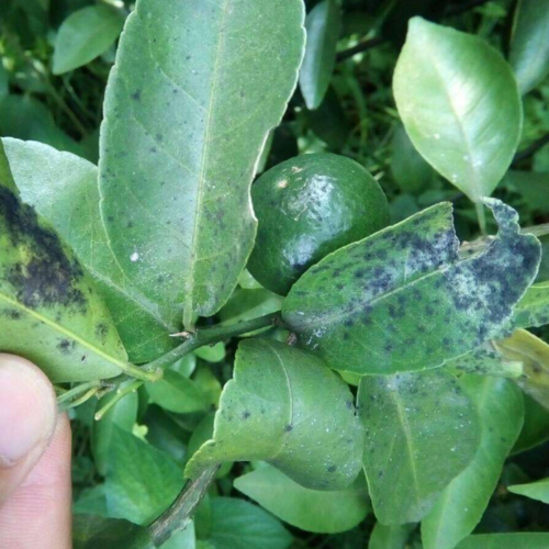 柑橘煤烟病症状及防治方法,防治找对路