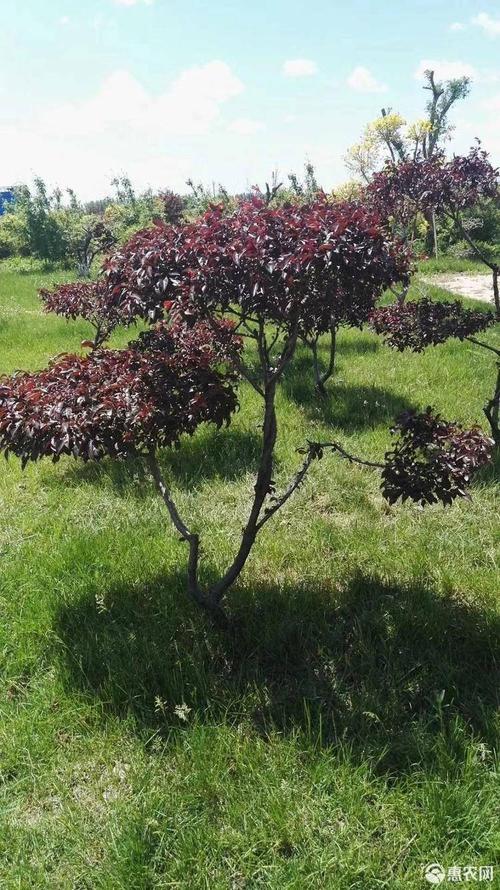 红叶李造型树 密枝红叶李树苗 彩色苗木景观树 实地看苗订购
