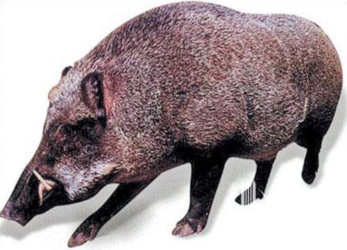 野猪  